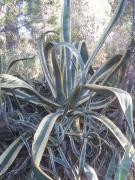 agave américaine